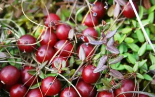 ДАР КОСТРОМЫ