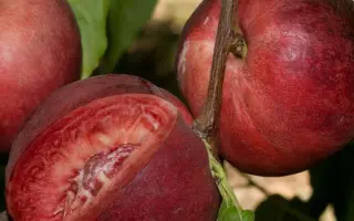 КРАСНОДАРЕЦ