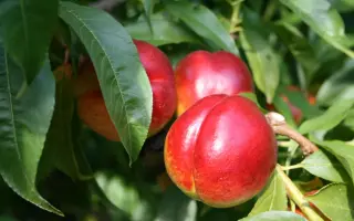 РУБИНОВЫЙ 9