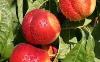 РУБИНОВЫЙ 8