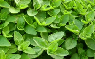 ПРЕКРАСНЫЙ