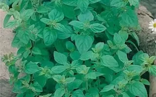 ТУШИНСКИЙ СЕМКО