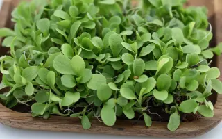 ДЖЕЛЬСОМИНО