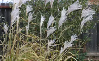 БЕЛОЯРСКИЙ