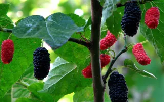 АДМИРАЛЬСКАЯ