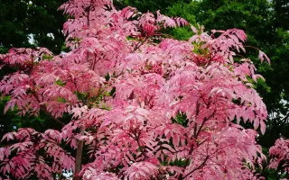 РОЗОВЫЙ ФЛАМИНГО