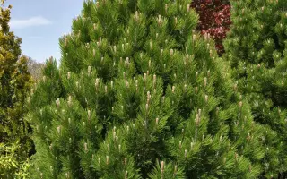 БЕЛЬКОВСКАЯ 137