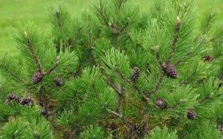 КАРПАТСКИЙ