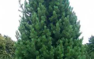 КЕДРОГРАДСКИЙ