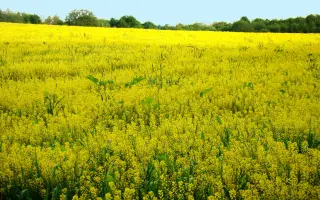 СРЕТЕНСКИЙ 1