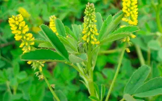 ЛЮЦЕРНОВИДНЫЙ 6