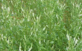 СРЕДНЕВОЛЖСКИЙ