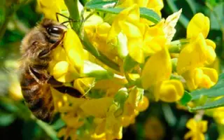 АЛЬШЕЕВСКИЙ