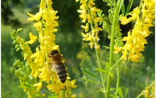 ОМСКИЙ СКОРОСПЕЛЫЙ