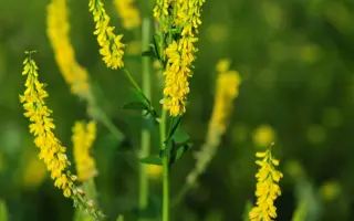 ЗОЛОТИСТЫЙ