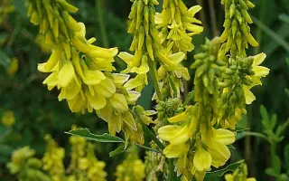 СИБИРСКИЙ 2