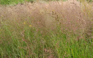 РЭД МАУНТЕЙН