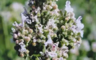 ПЕРЕМОЖЕЦЬ 3