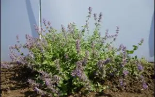 ЮБИЛЕЙ ВАВИЛОВА