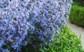 ГОЛУБОЙ ИНЕЙ