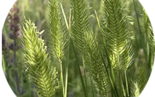 ПАВЛОВСКИЙ 12