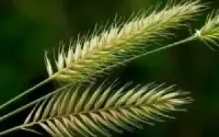 ЗЕРНОГРАДСКИЙ 1