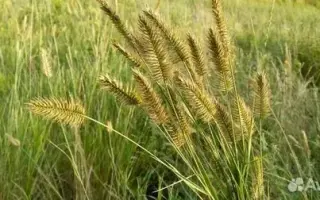 ОНГУДАЙСКИЙ