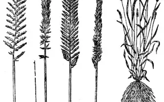 КРАСНОКУТСКИЙ УЗКОКОЛОСЫЙ 305