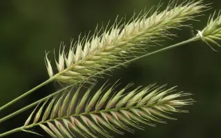 КРАСНОКУТСКИЙ 45