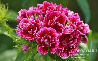 ВОСТОЧНЫЙ УЗОР ЛОСОСЕВАЯ