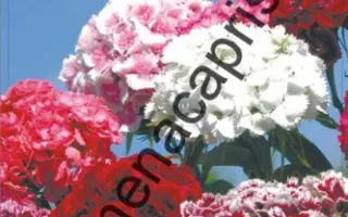 ВОСТОЧНЫЙ УЗОР БОРДОВАЯ