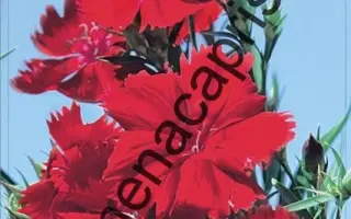 ТАНЕЦ ГЕЙШИ