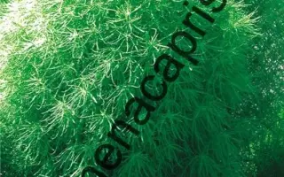 КОРОЛЕВСКИЙ ЗАМОК