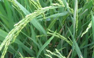 ТОЙБОХОЙСКИЙ