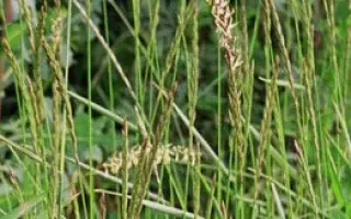 УРОЖАЙНЫЙ 1