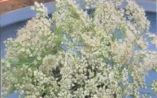 АЛЕКСЕЕВСКИЙ 1231