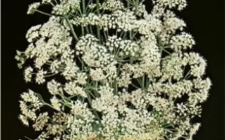 МОСКОВСКИЙ СЕМКО