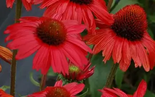 КРАСНАЯ ШЛЯПА