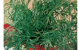 ГАЛЬЯНОВСКИЙ СЕМКО