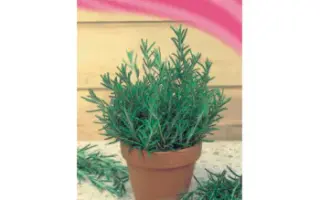 НОВЫЙ ГОРИЗОНТ