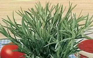 ВИШНЯКОВСКИЙ СЕМКО