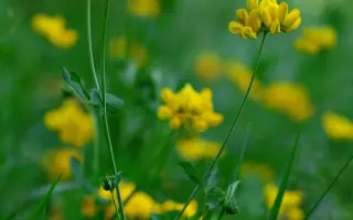 ЧЕПРАСОВСКИЙ