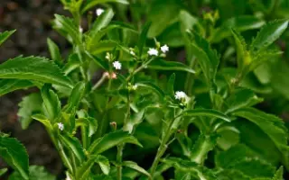 ПРИМОРСКАЯ СЛАСТЕНА