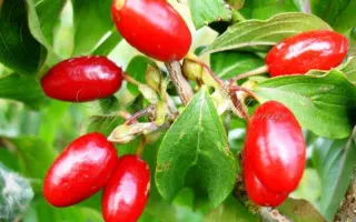 САМОХВАЛОВСКИЙ