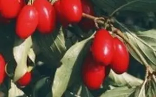 ПРИКУБАНСКИЙ