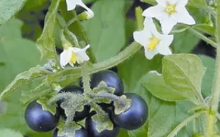 ЧЕРНЫЙ ЖЕМЧУГ РОССИИ