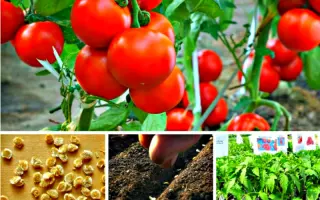 СПУТНИК СТЕПАНОВА