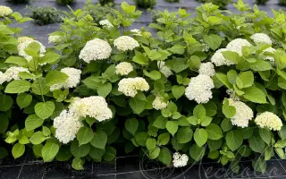 ТУМАНЫ ЛЕСКОВО