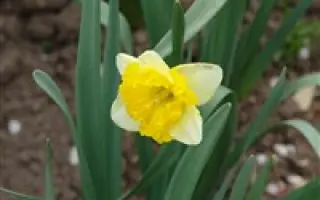 РОЙЯЛ ОРИНДЖ