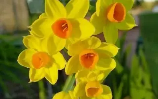 ГЛОРИ ОФ ЛИСС